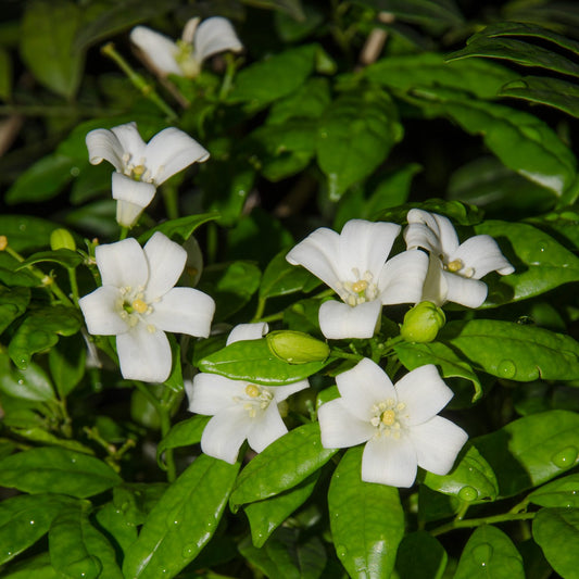 Murraya paniculata (Orange Jessamine)