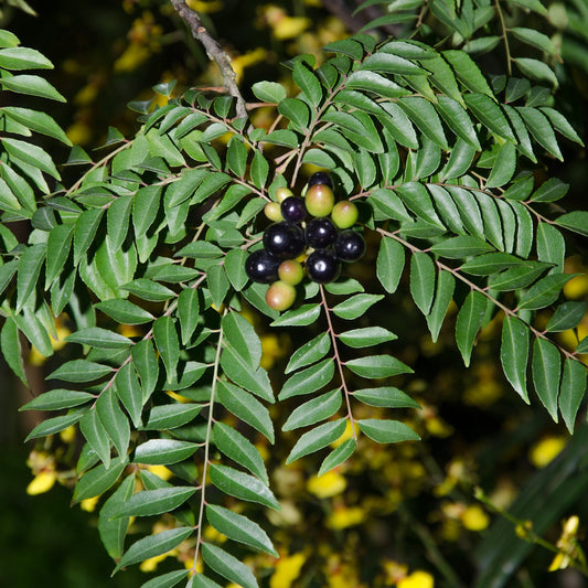 Murraya koenigii (Curry Leaf)