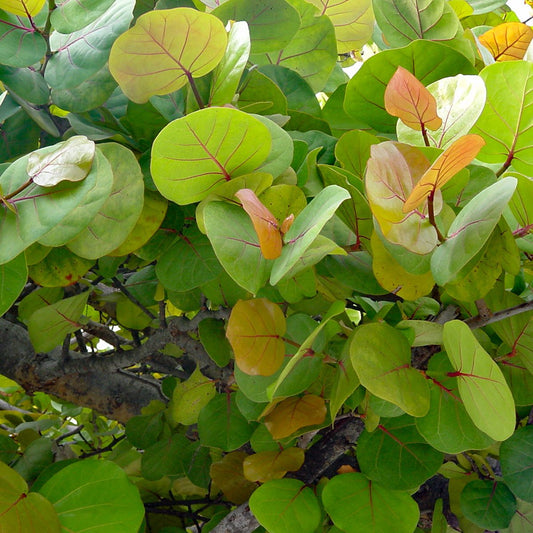 Coccoloba uvifera (Seaside Grape)