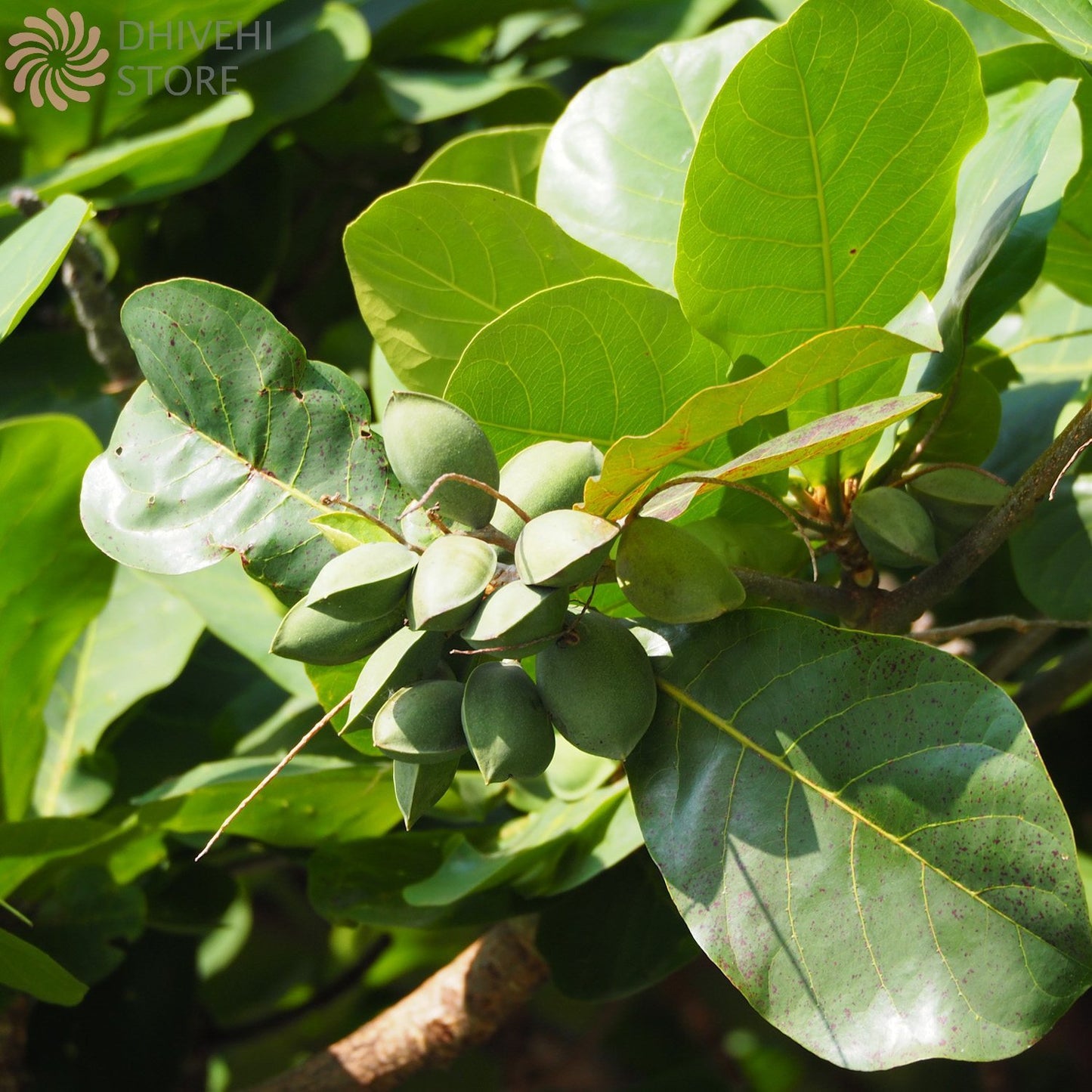 Terminalia catappa (Indian Almond)