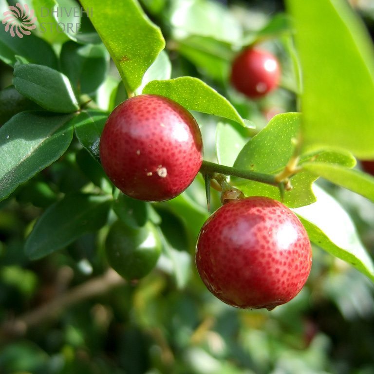 Triphasia trifoliata (Limeberry)