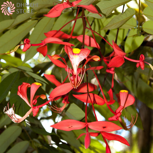 Amherstia nobilis (Pride of Burma, Queen of Flowers)