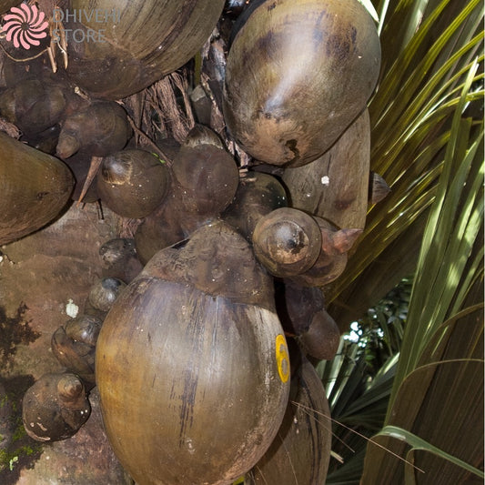 Lodoicea maldivica (Coco de mer, Maldivian Coconut)