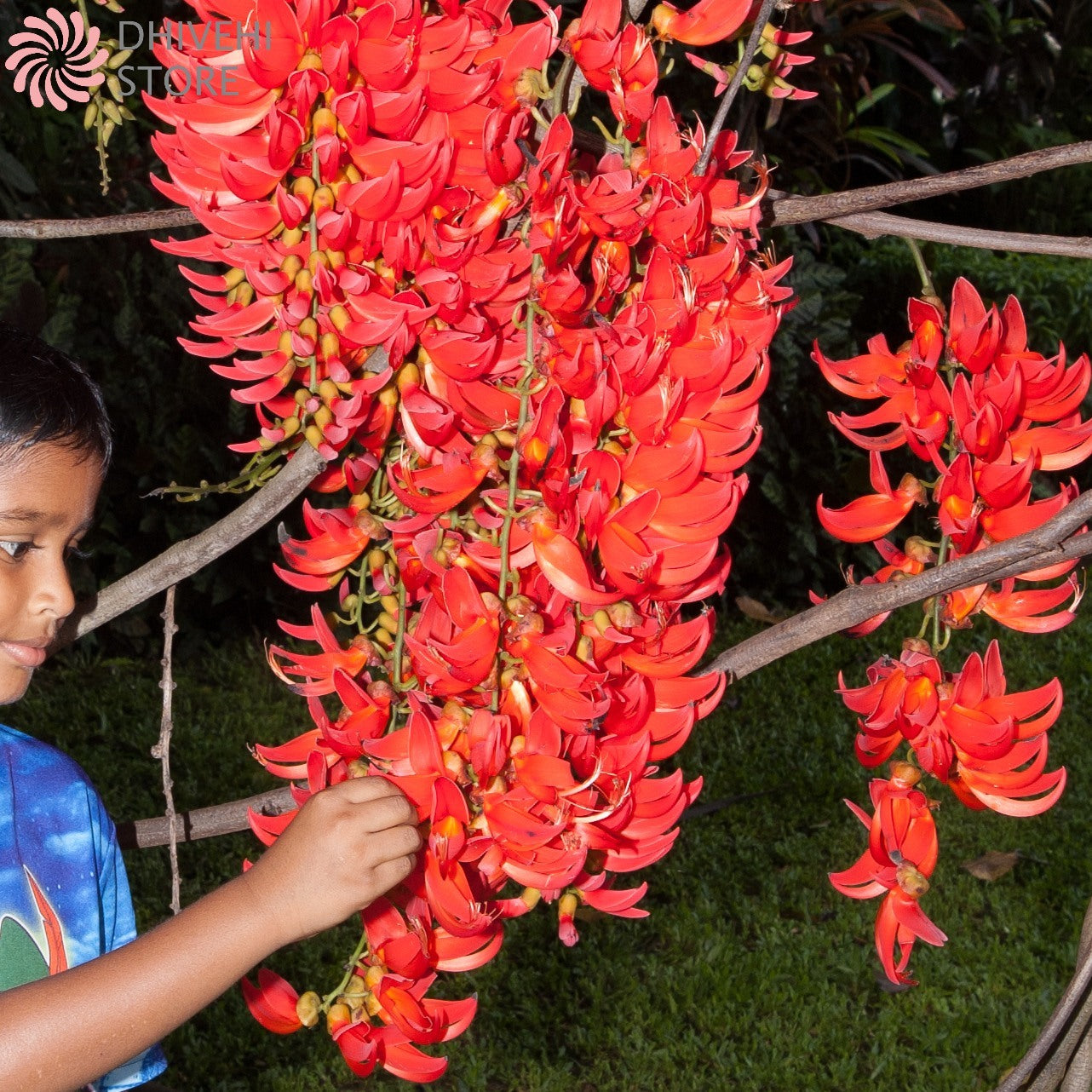 Mucuna bennettii (New-Guinea Creeper, Scarlet Jade Vine)