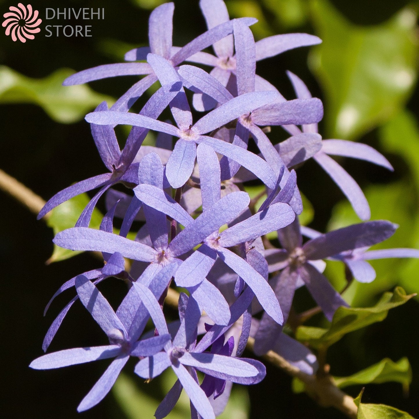 Petrea volubilis (Sandpaper Vine)