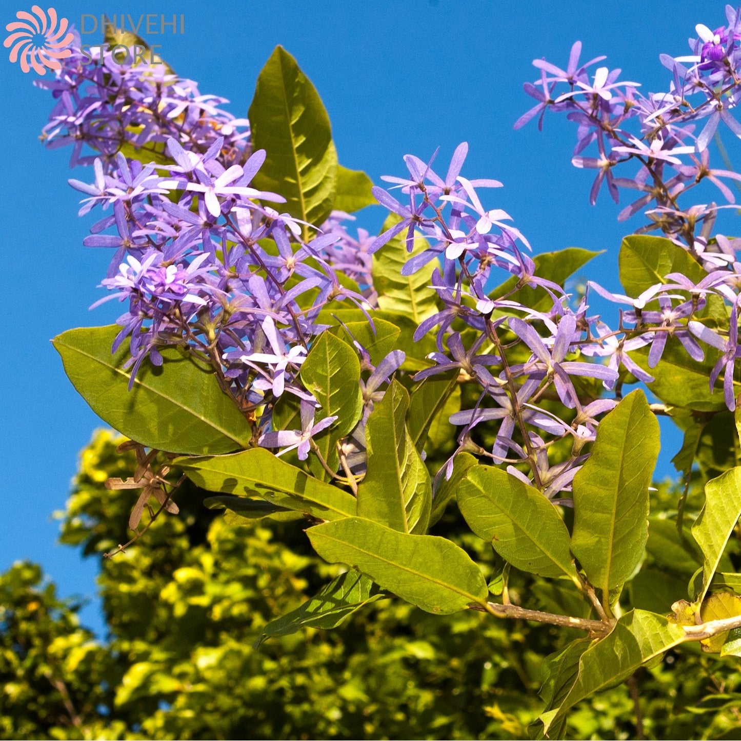 Petrea volubilis (Sandpaper Vine)