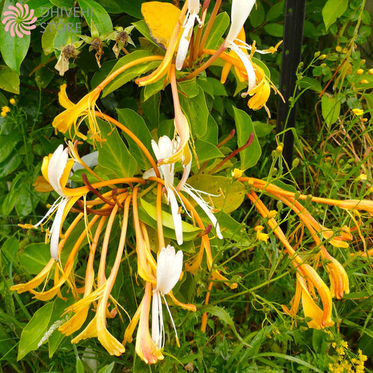 Lonicera hildebrandiana (Giant Burmese Honeysuckle)