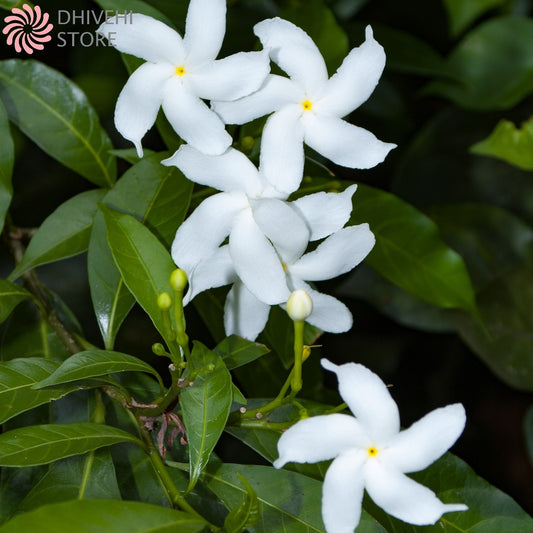 Tabernaemontana divaricata (Crape Jasmine)