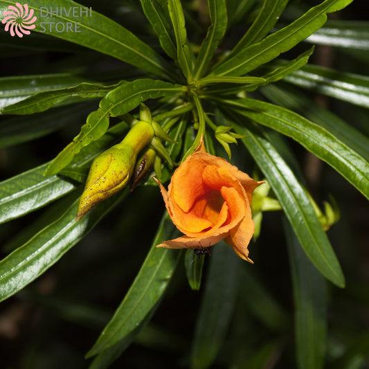 Cascabela thevetia (Yellow Oleander, Lucky Nut)